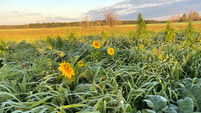 Sunflowers grow in a tall field.