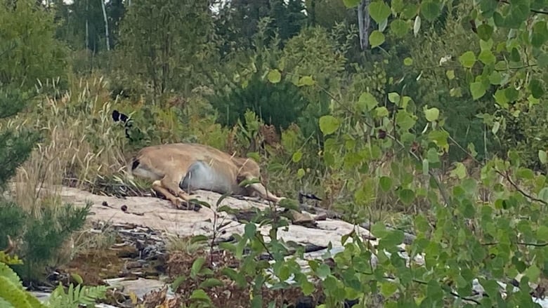 A deer lying down in the grass. 