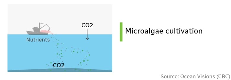 A ship dropping pink nutrients into the ocean containing green dots that represent microalgae