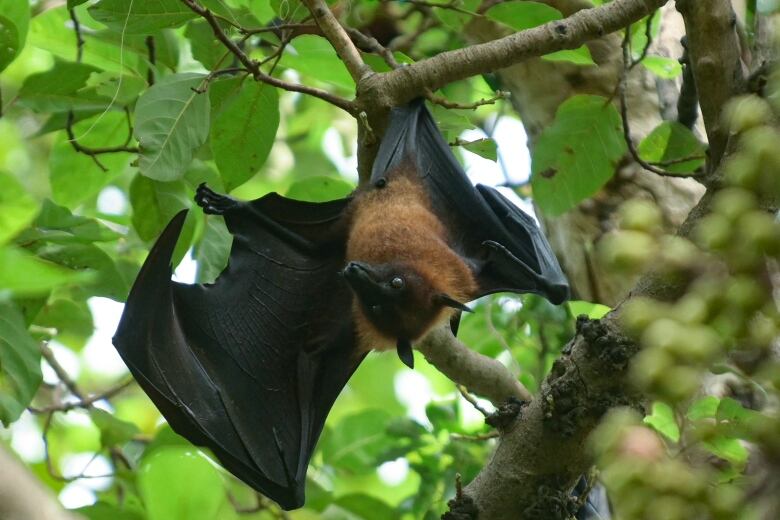 A small furry brown creature with black wings hanging upside down from a leafy branch