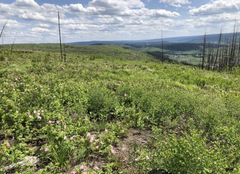 An open plain with flowers and tree seedlings.