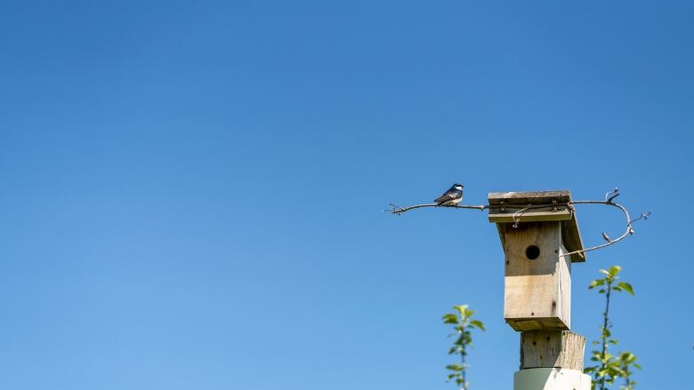 A small bird next to a birdhouse with a blue summer sky in the background.