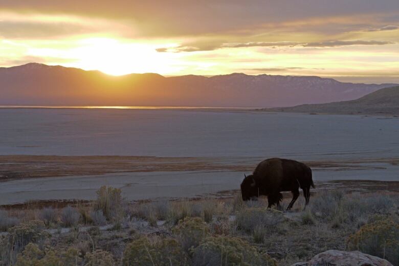 A bison against a mountainous background is shown at sunrise on Antelope Island, Utah.