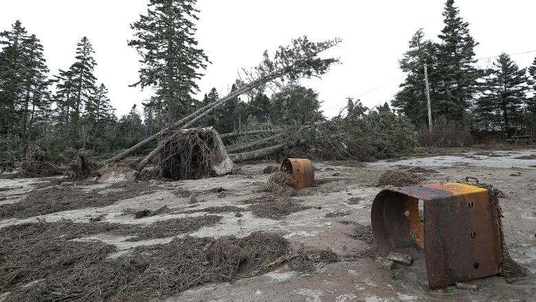 Trees lay on their side and campfires are overturned on a sandy wet beach.