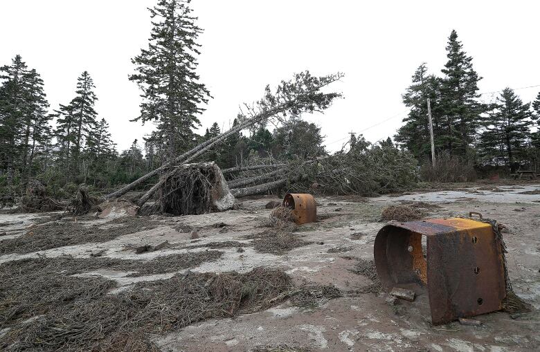 Trees lay on their side and campfires are overturned on a sandy wet beach.