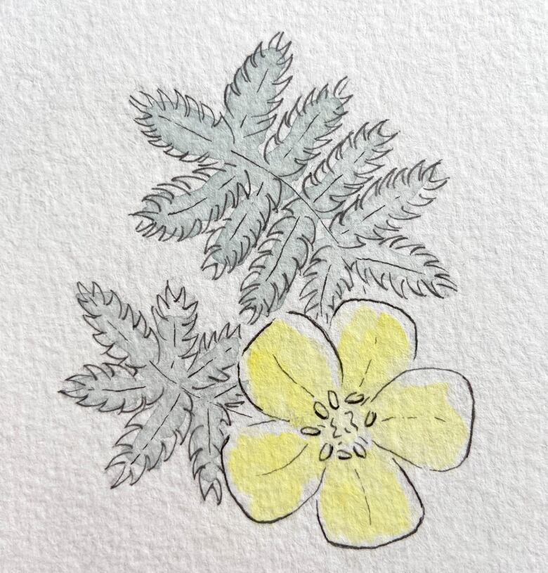 An illustration of common silverweed found in the Ojibway Park area of Windsor by artist Sarah Smitherman.