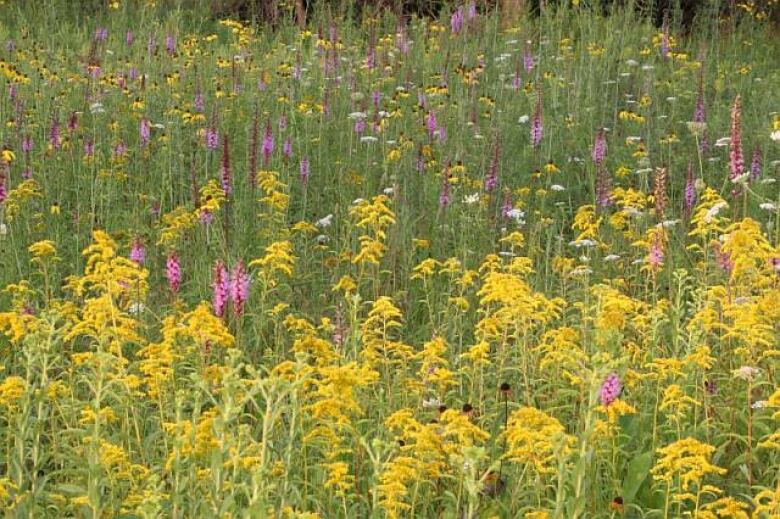 Flowering plants are pictured in the spring at Windsor's Ojibway Park.