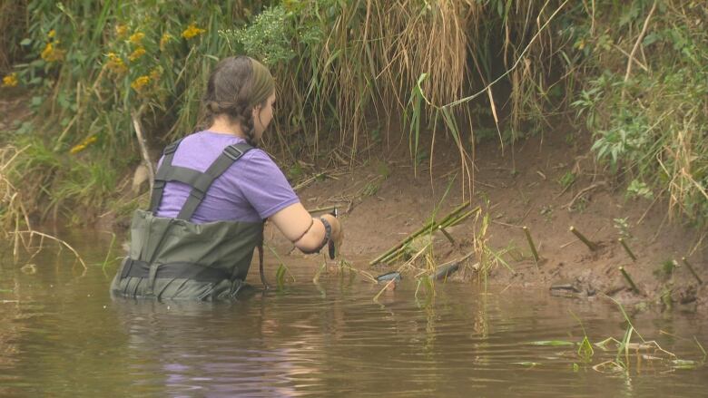 Woman with long hair and braids wearing hipwaders plants willow sticks in bank of brook.