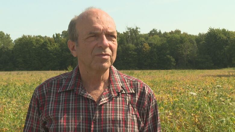 A man stands in a field with a tree lot in the background on a bright summer day.