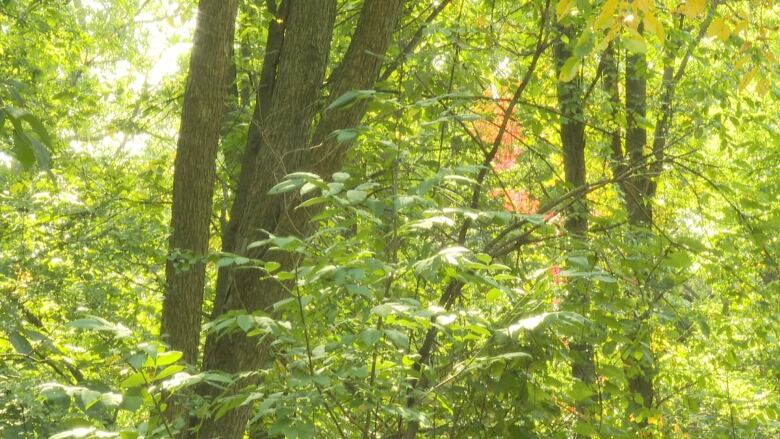 A close view of many leafy trees on a summer day.