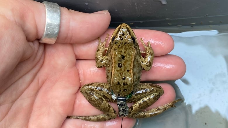 A person with a silver ring holds a tiny green frog.