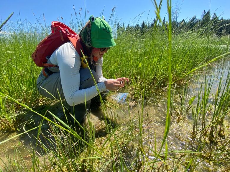 A woman wearing a frog hat crouches in swampy terrain.