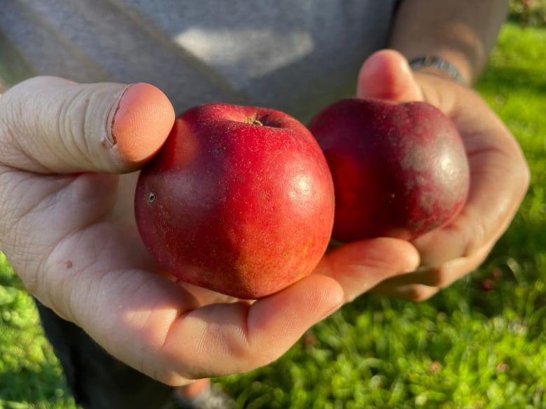 Two red apples are held in someone's hands. 