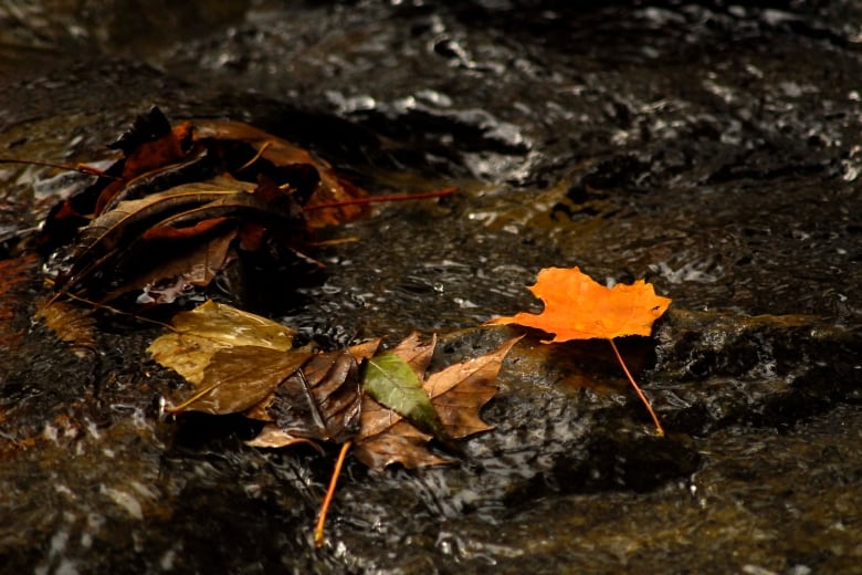 Leaves in mud and water.