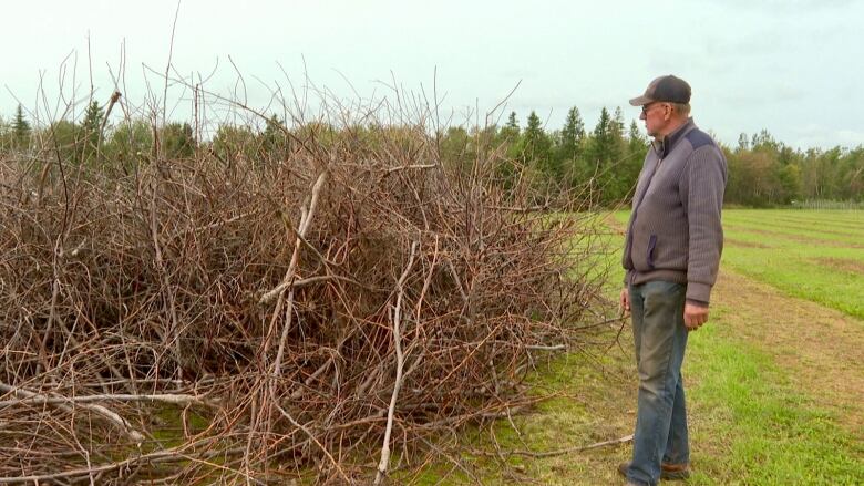 Teo Herweijer look at his lost trees from post tropical storm fiona.