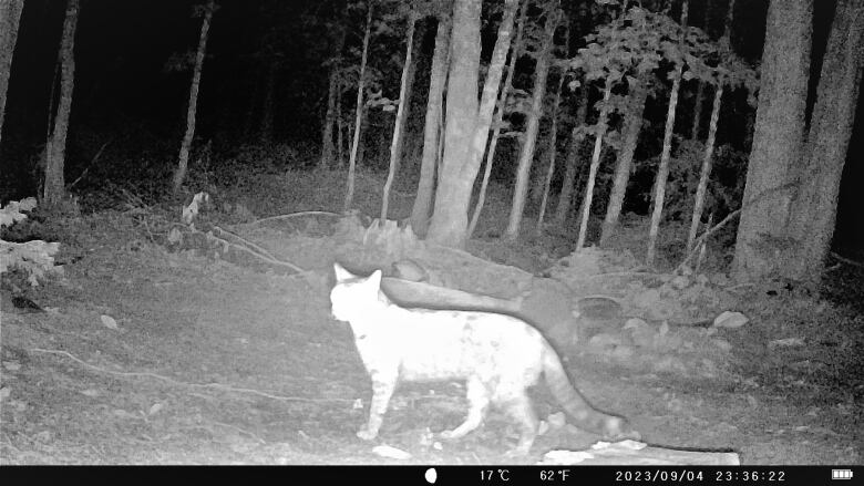 A black and white image showing a bright white cat with rings on its tail in the foreground in a clearing and a few tree trunks against a dark background.