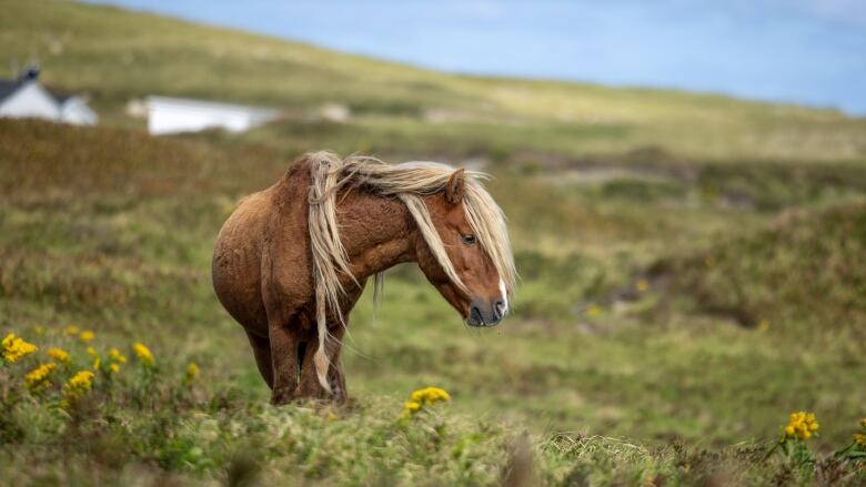 A horse looks to the side while standing alone in a field 