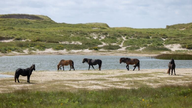 Five horses stand on the sandy shore of the pond. 