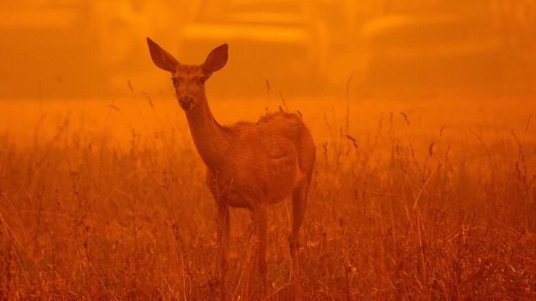 A deer stands in a thick cloud of smoke caused by forest fire.