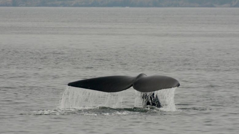 Whale tail emerged out of water