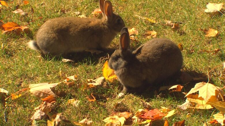 Two brown bunnies sit on the grass surrounded by fall colored leaves. 