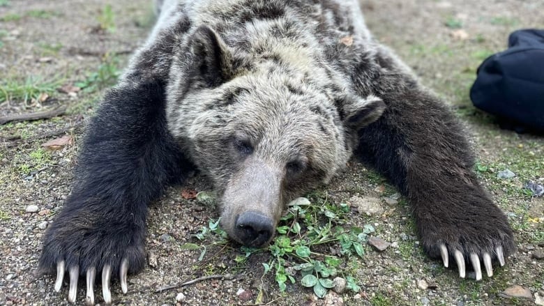 A female grizzly lay sedated on the ground.