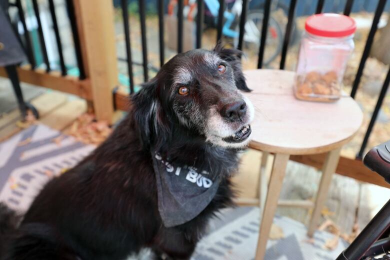 A border collie-lab dog smiles at the camera. The dog has light brown eyes and black hair with white and grey on his snout and eyebrows. 