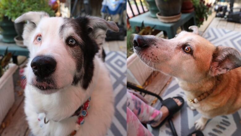 A composite photo showing an Australian Shepherd and a corgi mix. 