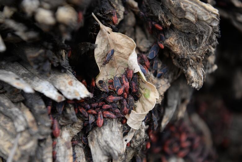 Pictured is a black and red bug known as a boxelder bug. 