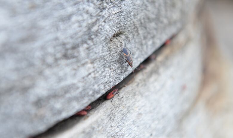 Pictured is a black and red bug known as a boxelder bug. 