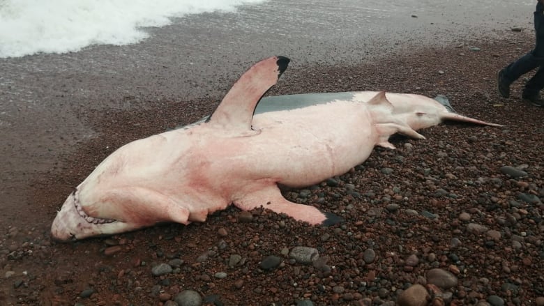 Photo of dead shark on a rocky beach.