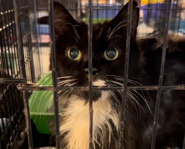 A black and white cat inside a kennel. 