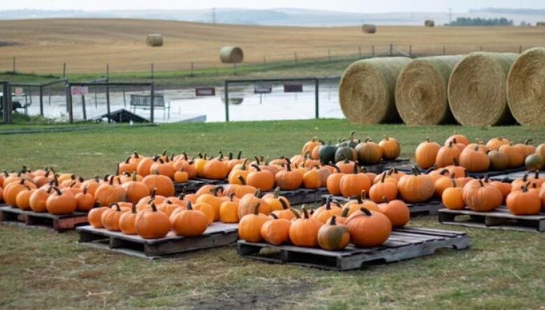 pumpkins pictured in a dry field sit on wood pallettes 