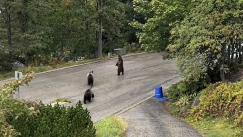 Three bears on a street.