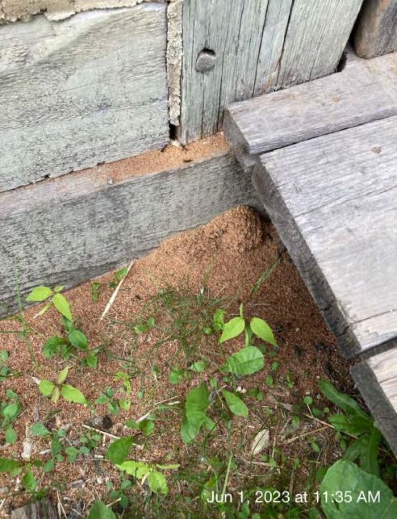 Insects that appear to be ants on a piece of wood.