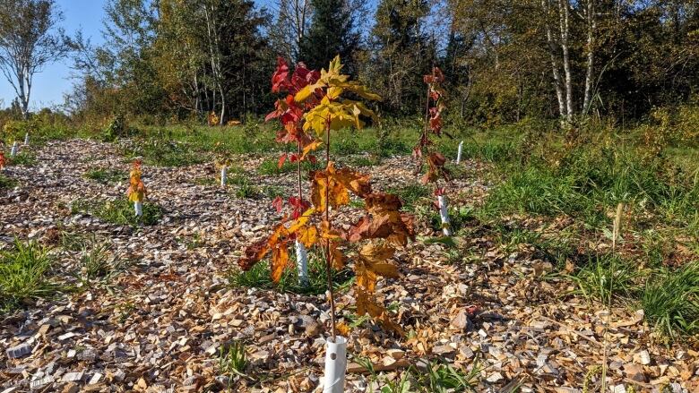 A tree grows on the floor of a new mini forest.