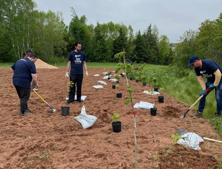 People planting trees and shrubs 