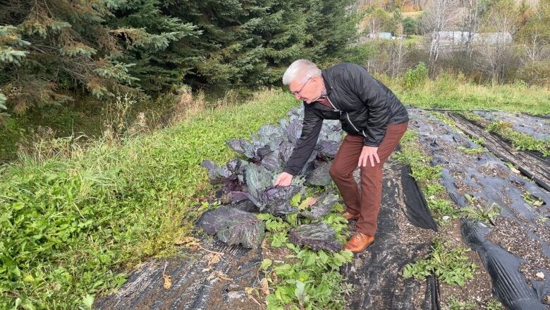 Man in a field crouching down while looking at, and holding, a purple cabbage.