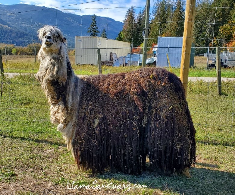 An alpaca with a large dirty fleece in a fenced farm.