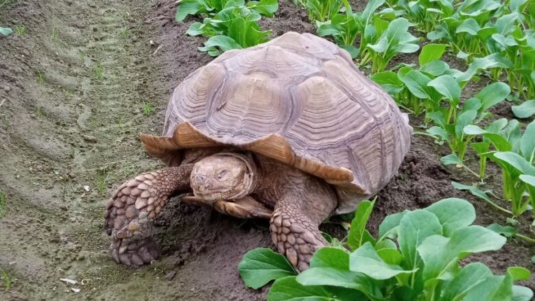 a Salcata tortoise is seen in a spinach field.