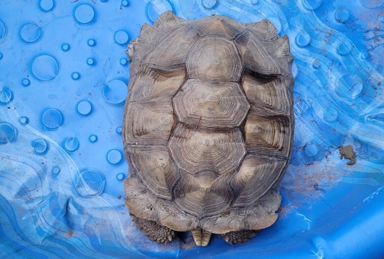 a scultata tortoise sits in a blue plastic wading pool