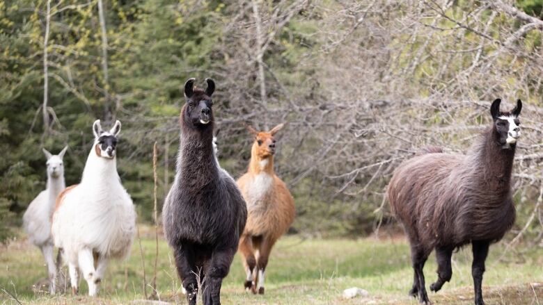 Five alpacas and llamas, brown, balck and white in the field.