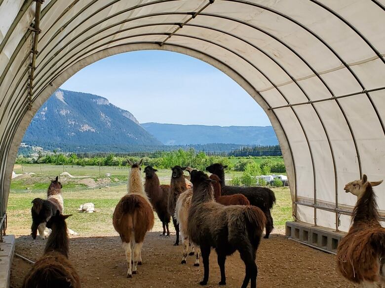 Llamas inside a hooped barn