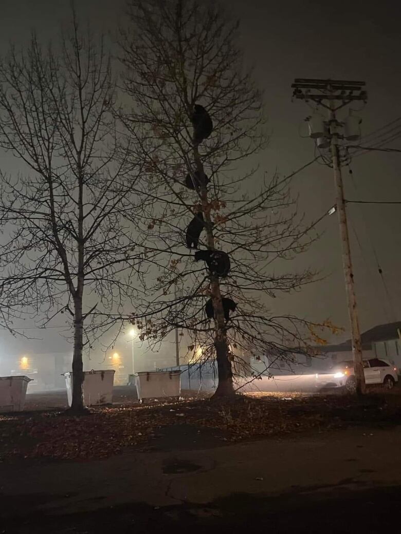 The silhouette of 5 black bears in a tree.