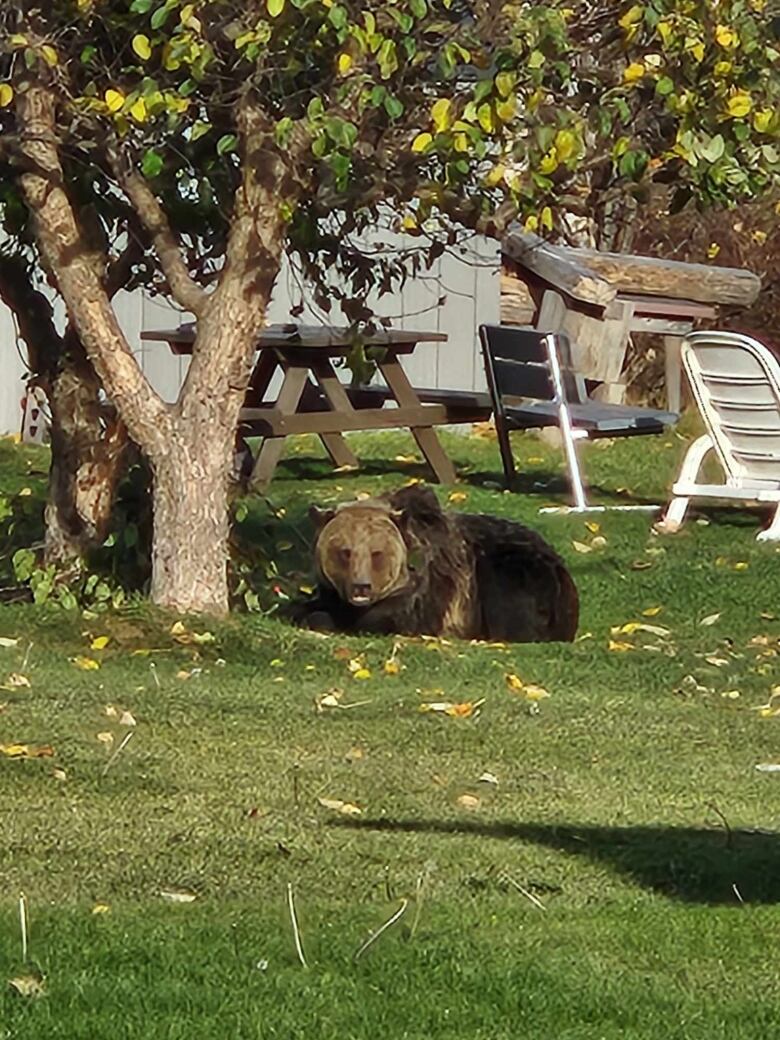 A grizzly naps under a tree.