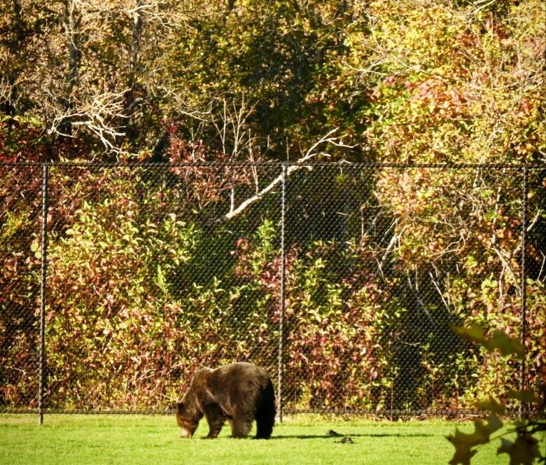 A distance shot of a grizzly bear.