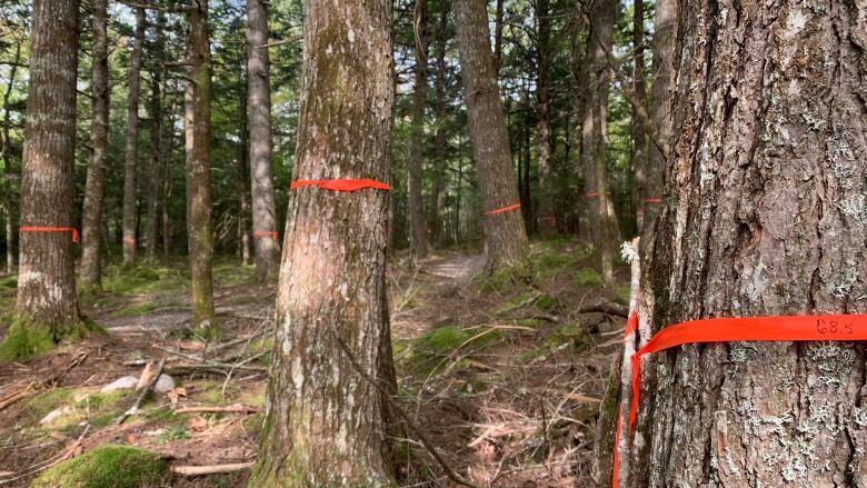 A forest of hemlock trees, with bright orange flagging tape wrapped around some of trees.