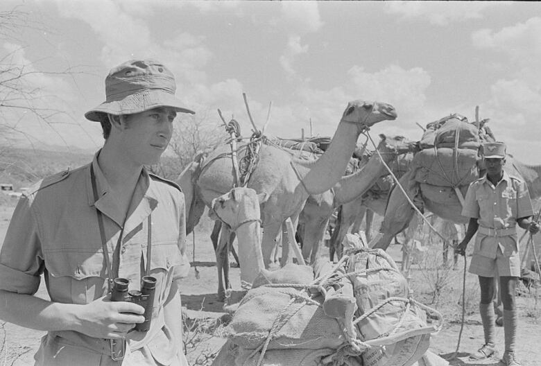 A person on safari holds binoculars while standing in front of camels.