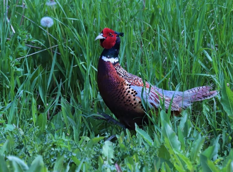 A pheasant sits in grass. 