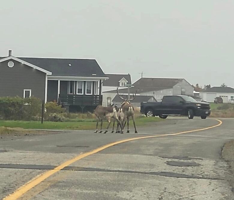 Three caribou wander along a residential street in a small town.